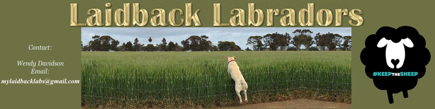 LAIDBACK LABRADORS